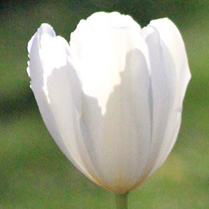 White Maureen tulip